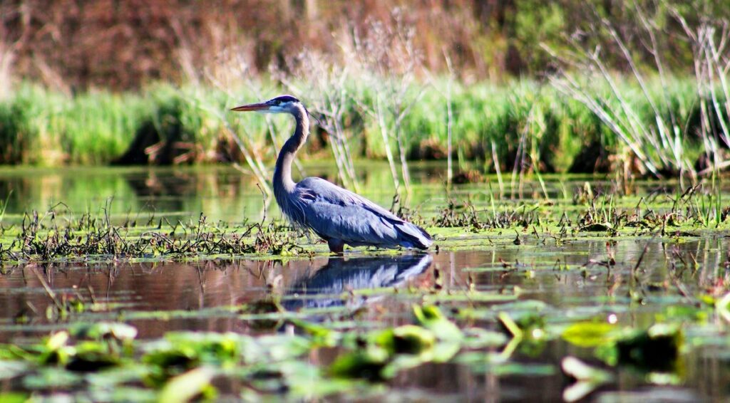 How to Celebrate World Wetlands Day Canada