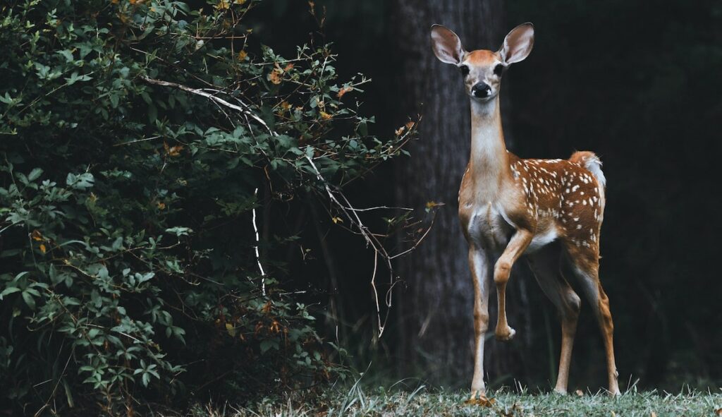 Gardening for Wildlife