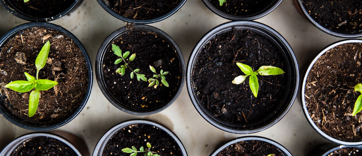 Growing Plants in Classroom Activity