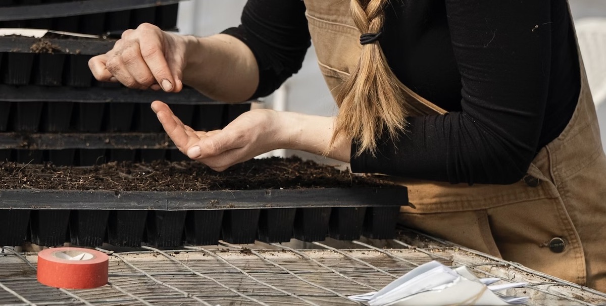 Seed Preservation Lesson Plan for Your Students