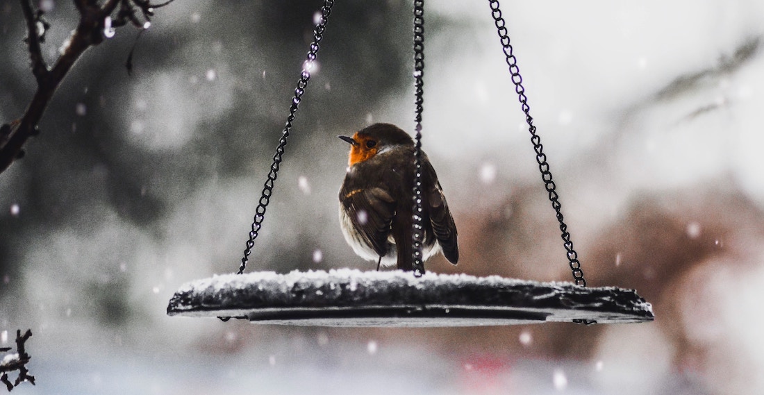 How to Keep Kids Interested in Gardening Through the Winter