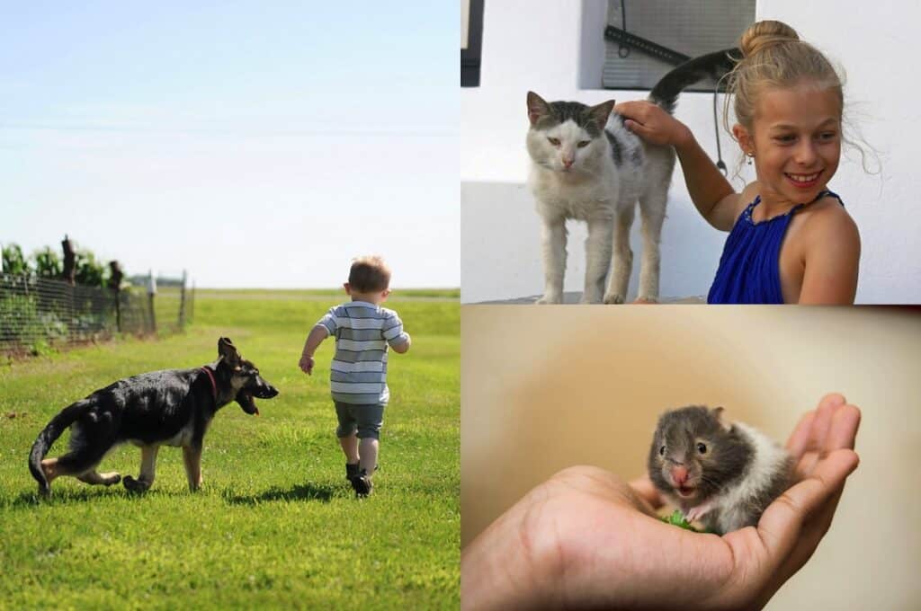 My Child Wants a Dog But Can't Get One
