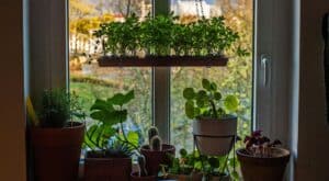 Outdoor Education Activities for Kids Plant a Seed and See What Grows