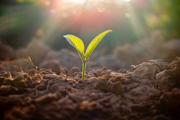 Growing plant,Young plant in the morning light on ground backgro